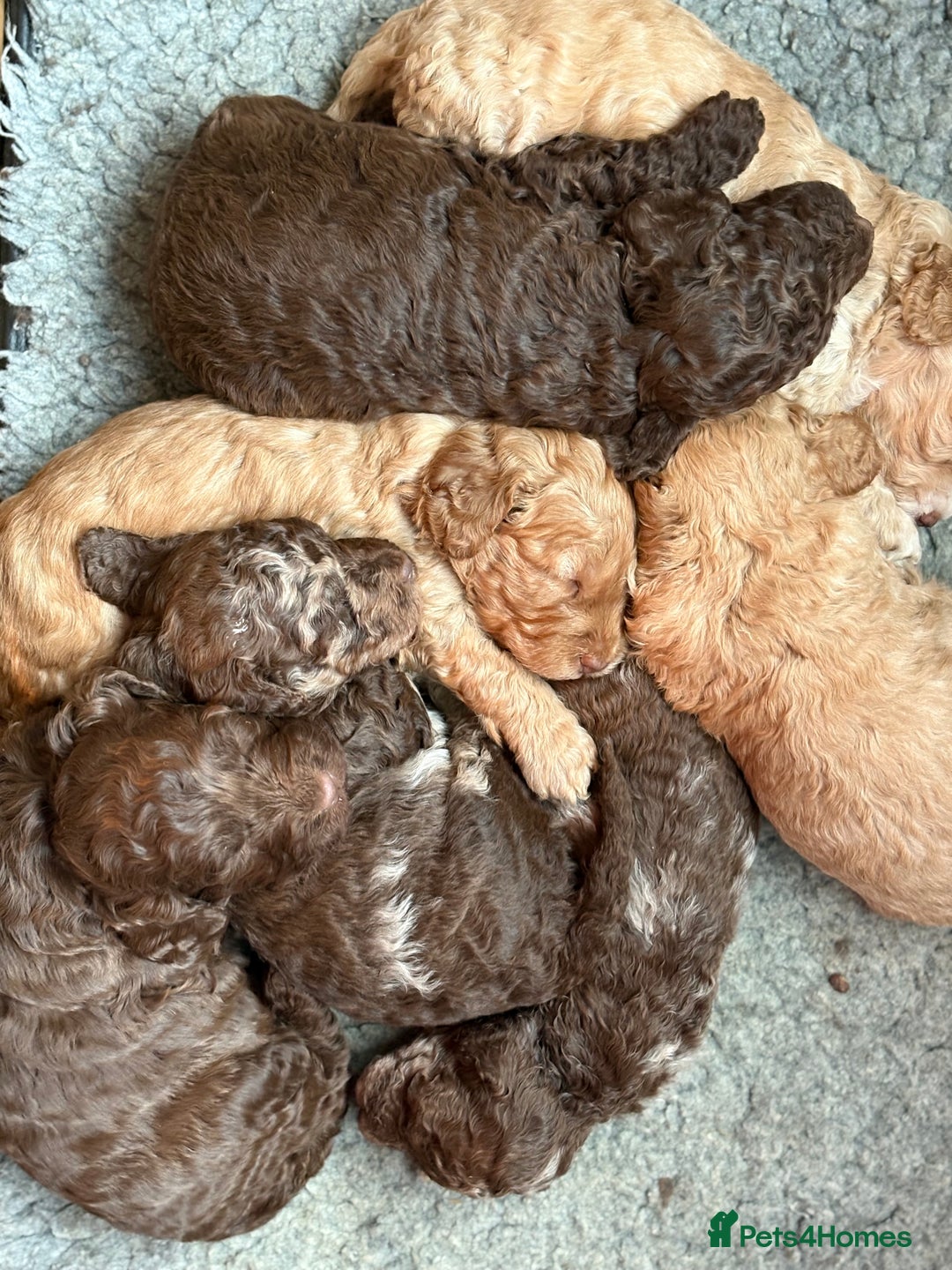Cockapoo dogs for sale: F1b cockapoo puppies - Advert 2