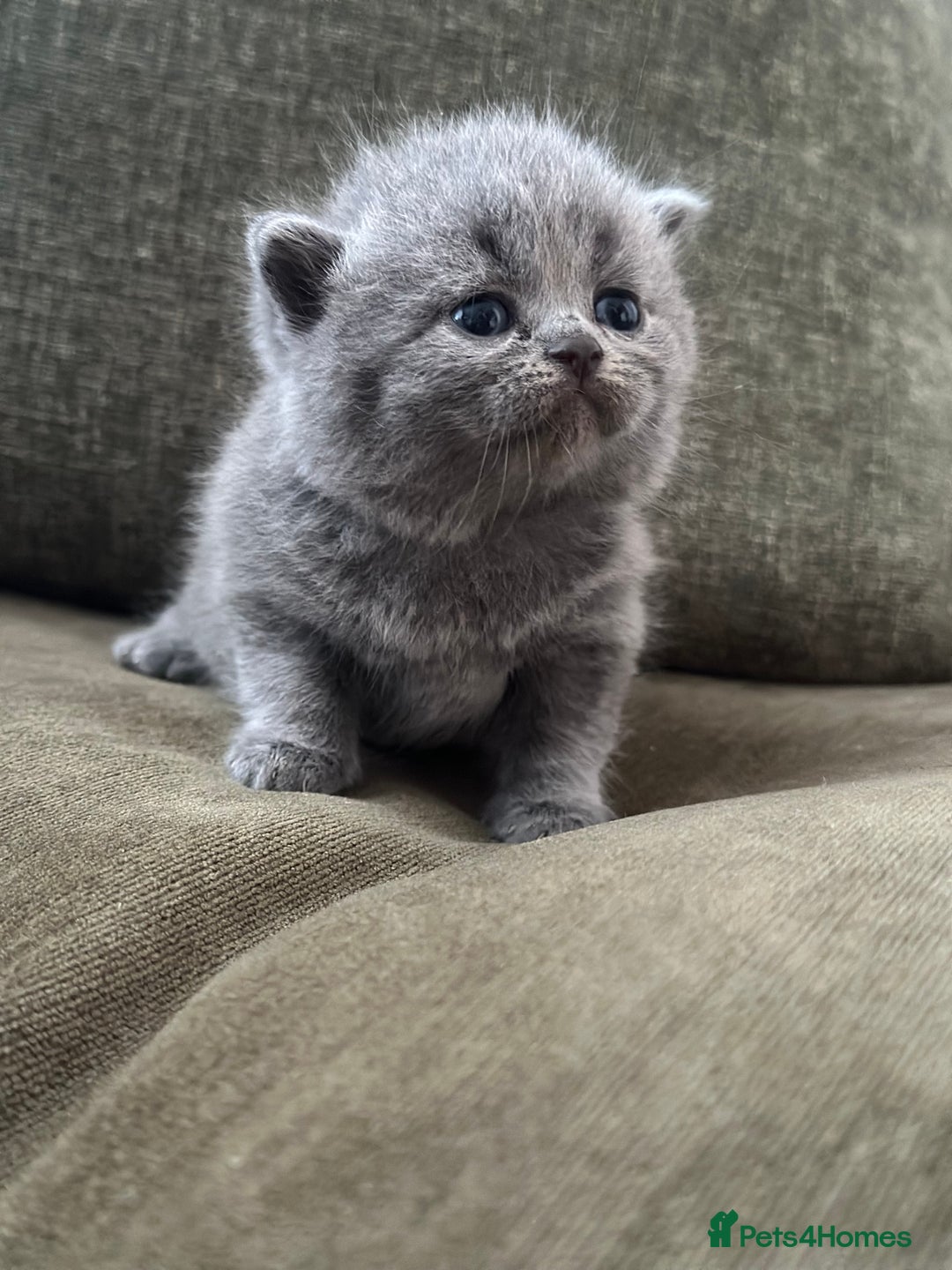 British Shorthair cats for sale: GCCF Registered British Shorthair kittens  - Advert 9