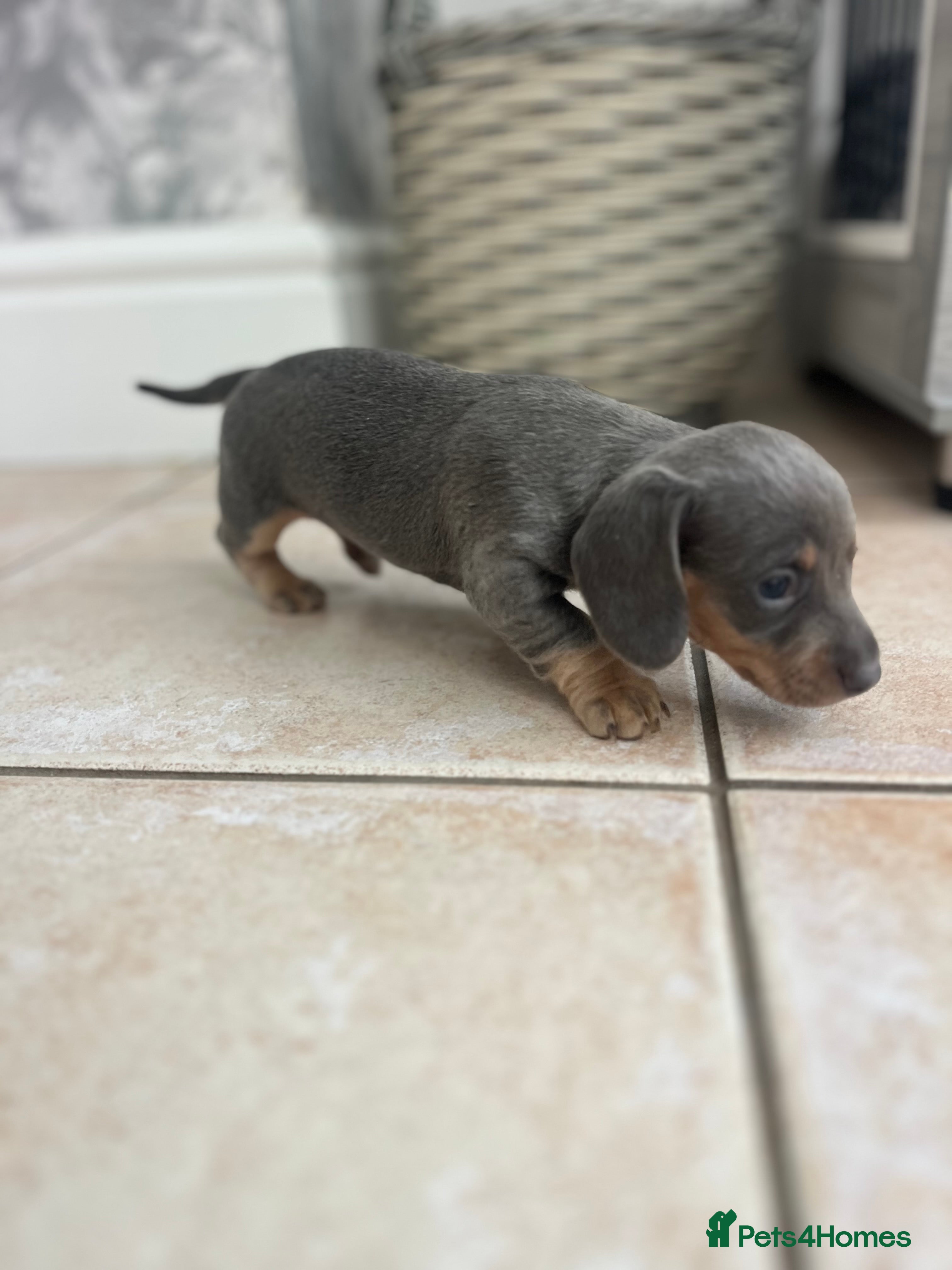 Miniature Dachshund dogs Stunning Dachshunds - Advert 15