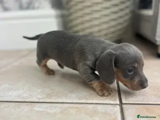 Miniature Dachshund dogs Stunning Dachshunds - Advert 15