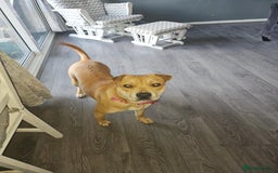 Mixed Breed dogs for sale: Beautiful shar pei cross looking for a new home - Advert 5