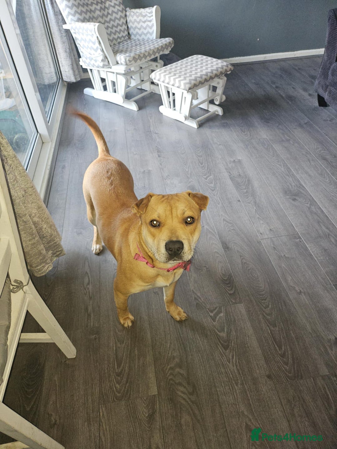 Mixed Breed dogs for sale: Beautiful shar pei cross looking for a new home - Advert 5