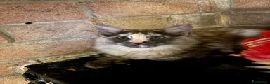 Maine Coon 1