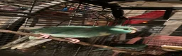 Parakeets birds for sale: 2 kakarikis left Caerphilly  in Caerphilly - Advert 3