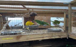 Mixed Breed birds for sale: Gorgeous baby Kakariki’s  - Image 8