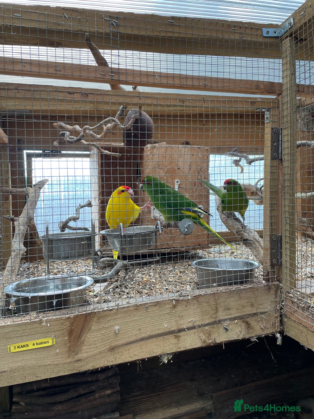 Mixed Breed birds for sale: Gorgeous baby Kakariki’s  - Image 8