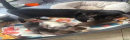 Oriental cats for sale: Oriental and Siamese kittens.  - Advert 1