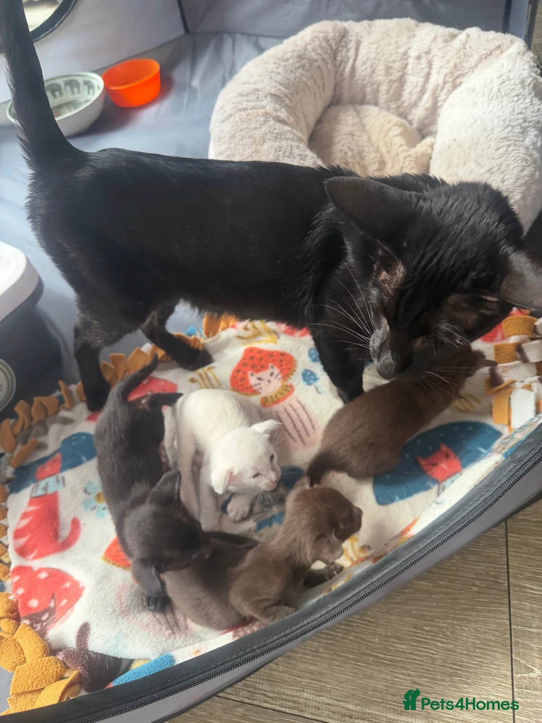 Oriental cats for sale: Oriental and Siamese kittens.  - Advert 1