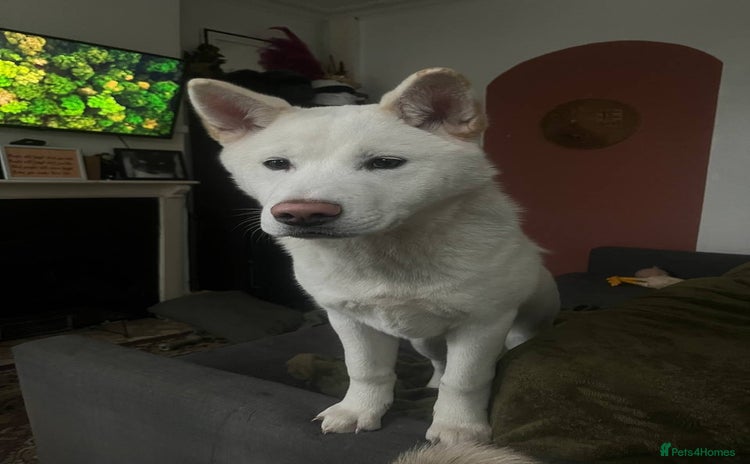 Akita dogs - Advert 1