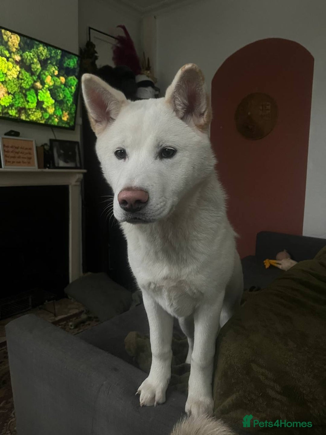 Akita dogs for sale: Akita looking for a home - Image 1