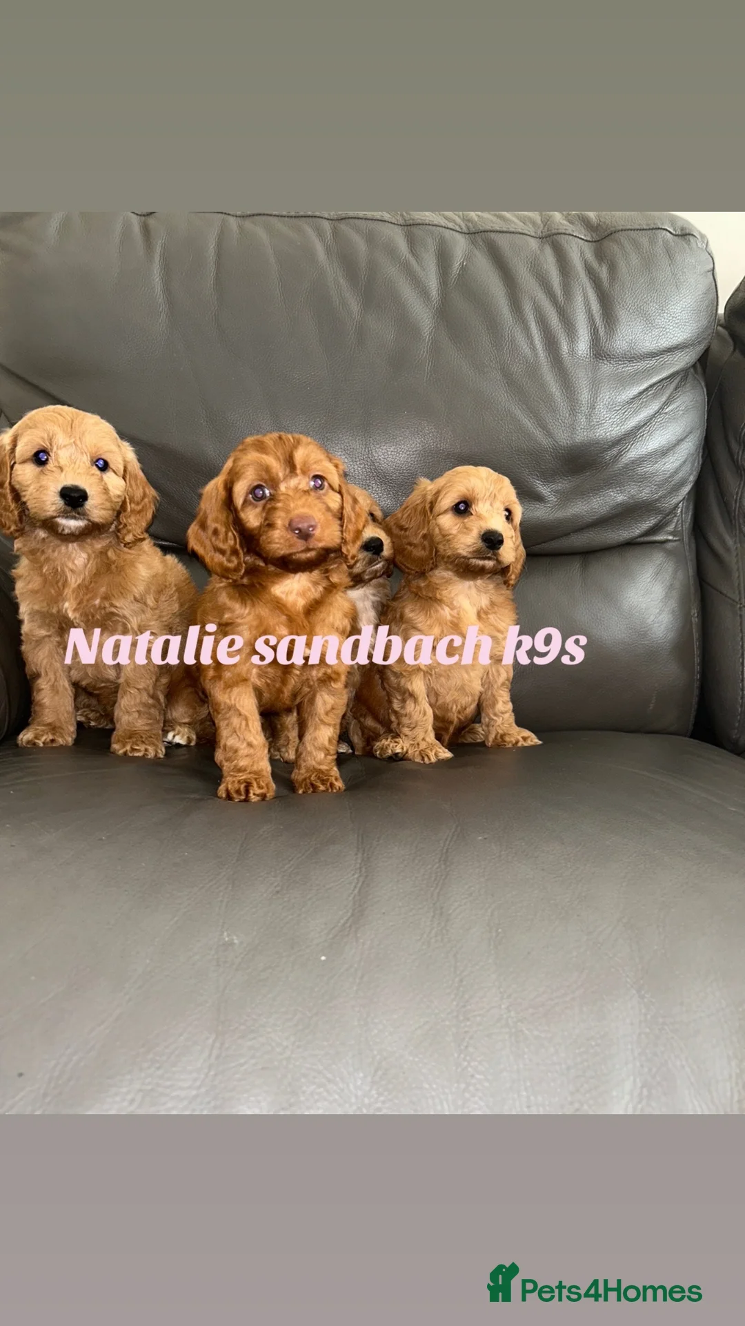 Miniature Poodle dogs for stud: Miniature poodle stud in Sandbach - Advert 3