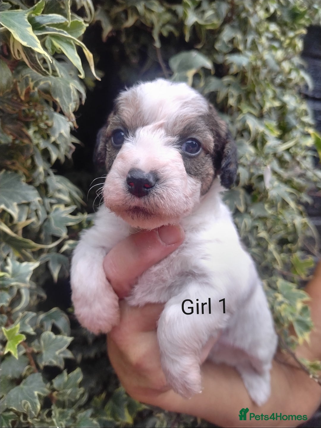 Mixed Breed dogs for sale: Gorgeous jack-chons - Image 4