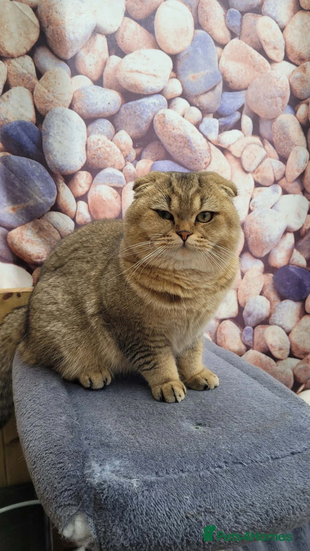 Scottish Fold cats for stud: SCOTTISH FOLD FOR STUD  - Advert 10