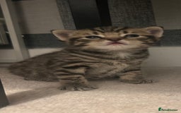 British Shorthair cats for sale: BSH KITTENS - Image 4