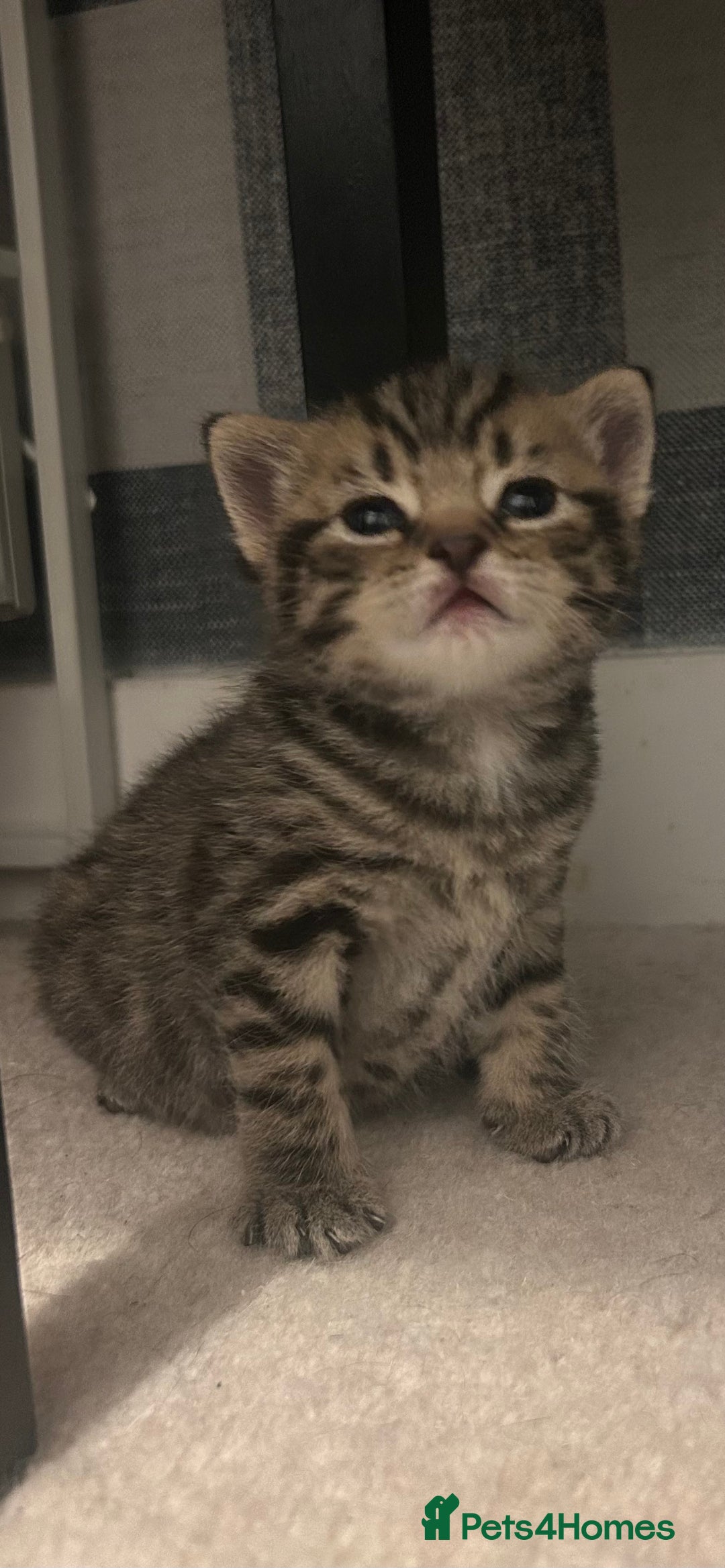British Shorthair cats for sale: BSH KITTENS - Image 4
