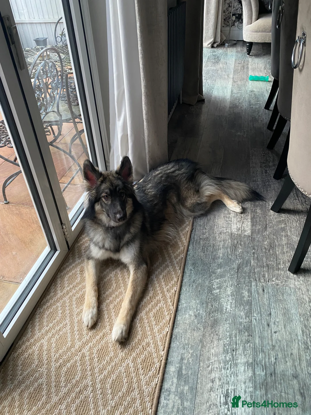 Shepsky dogs for sale: 1 year old Shepsky for sale - Advert 5
