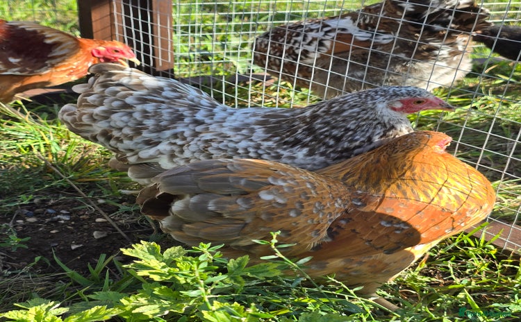 Chickens poultry - Advert 10