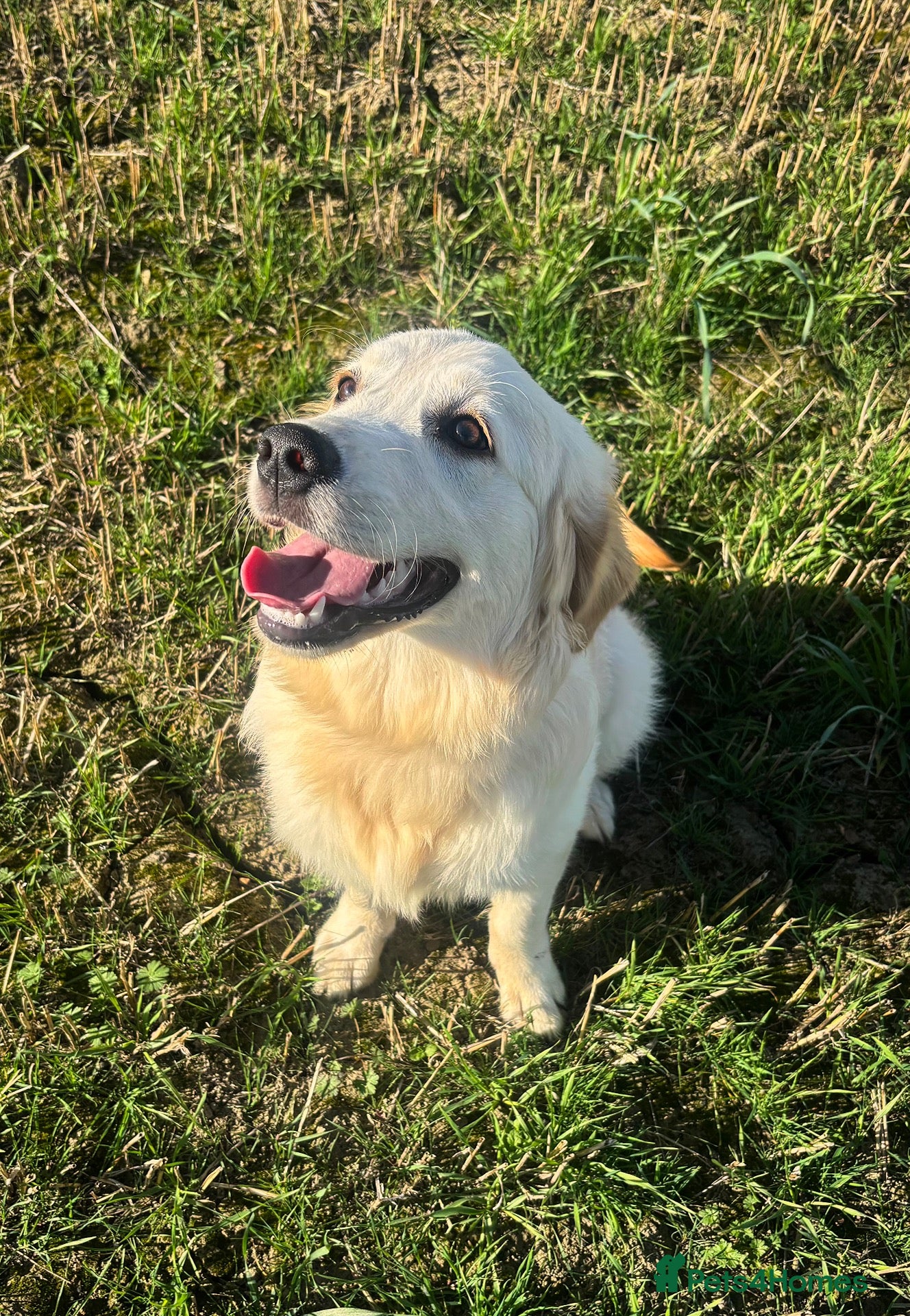 Golden Retriever dogs Beautiful Female Golden Retriever For Sale - Advert 18