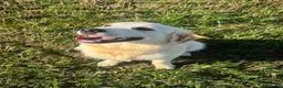 Golden Retriever dogs for sale: Beautiful Female Golden Retriever For Sale in Nottingham - Advert 1