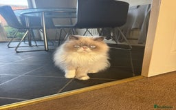 Persian cats for sale: Persian cat - Image 5