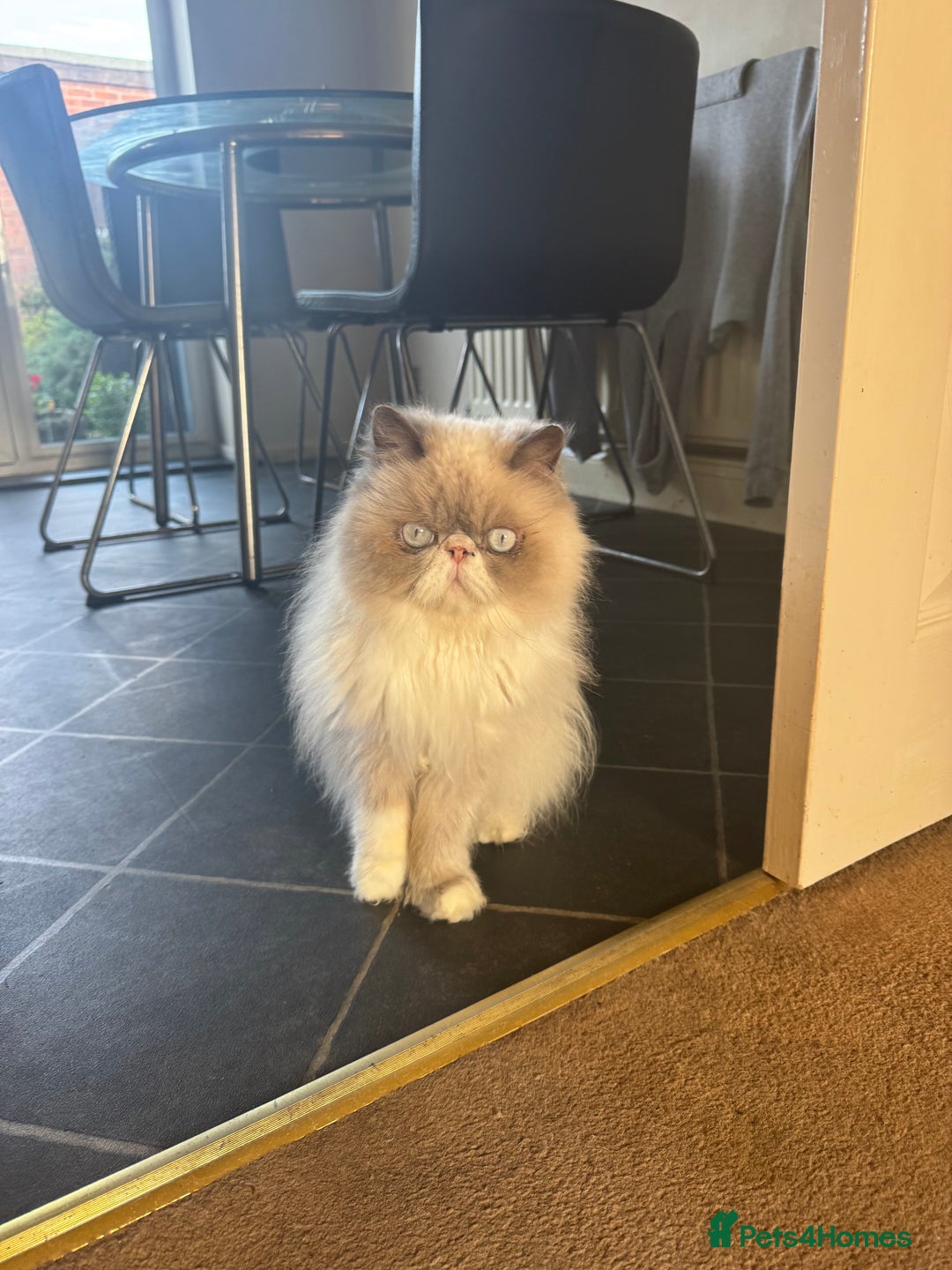 Persian cats for sale: Persian cat - Image 5