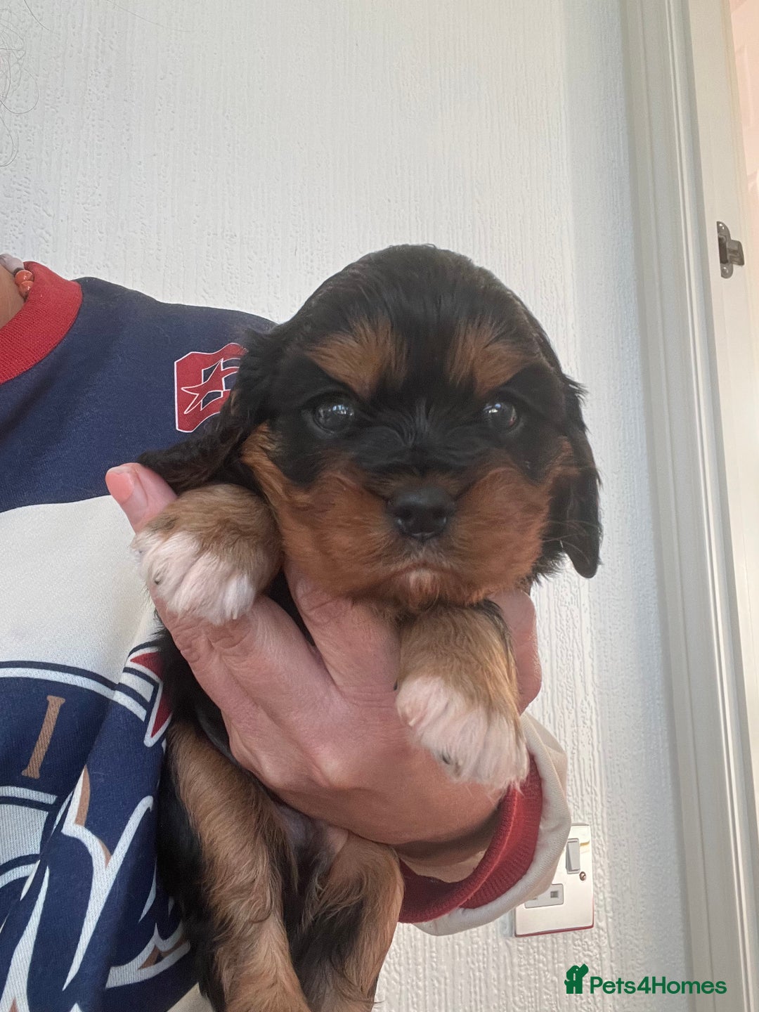Cavalier King Charles Spaniel dogs for sale: Cavalier King Charles puppy’s  - Advert 33
