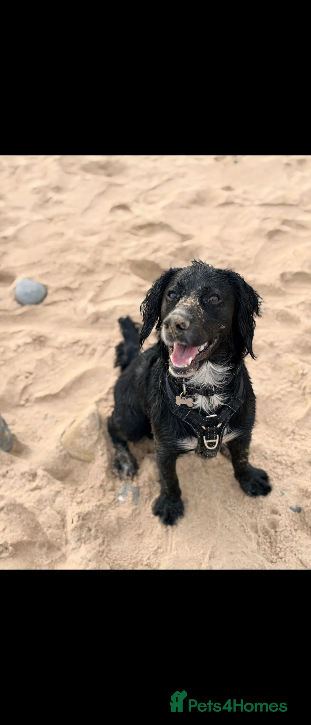 Mixed Breed dogs for sale: MILO  - Advert 2