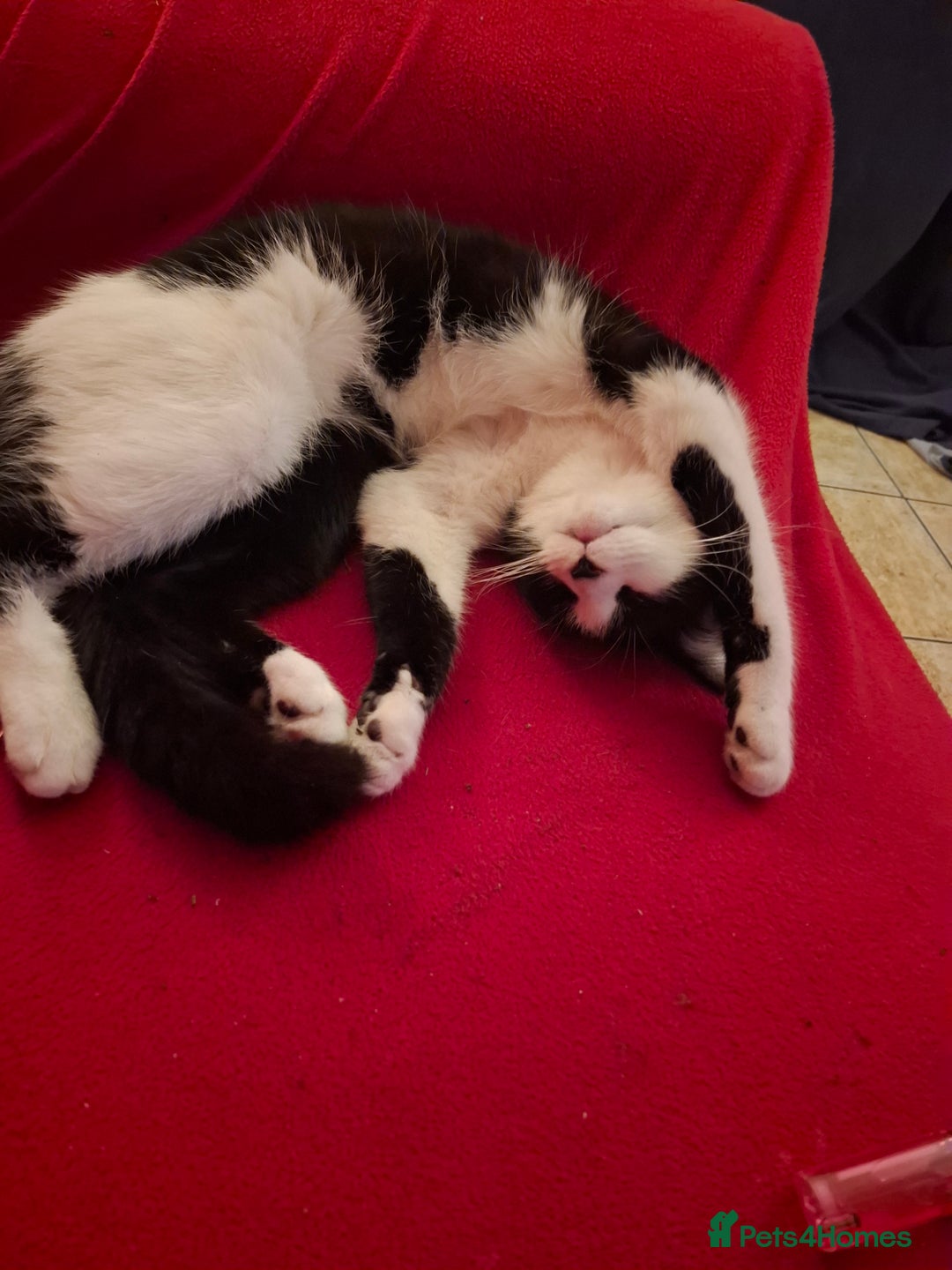 British Longhair cats for sale: 8 kittens for sale - Image 9