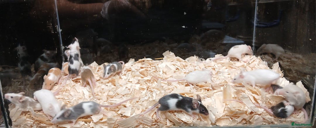 Mouse rodents for sale: Baby Female Fancy Pet Mice - Image 12