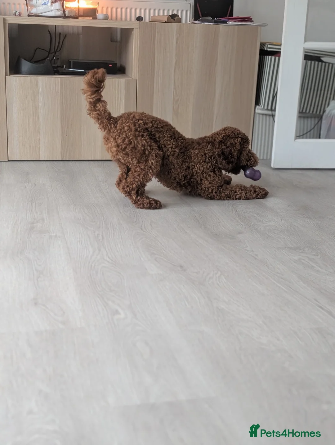 Cockapoo dogs for sale: Max - Cockapoo puppy  - Advert 2