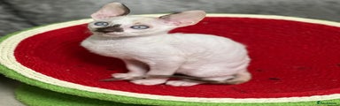 Cornish Rex Kitten 4