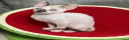 Cornish Rex cats for sale: 🌟Cornish Rex Kittens — Blue Eyes, Champion Line🌟 - Advert 13