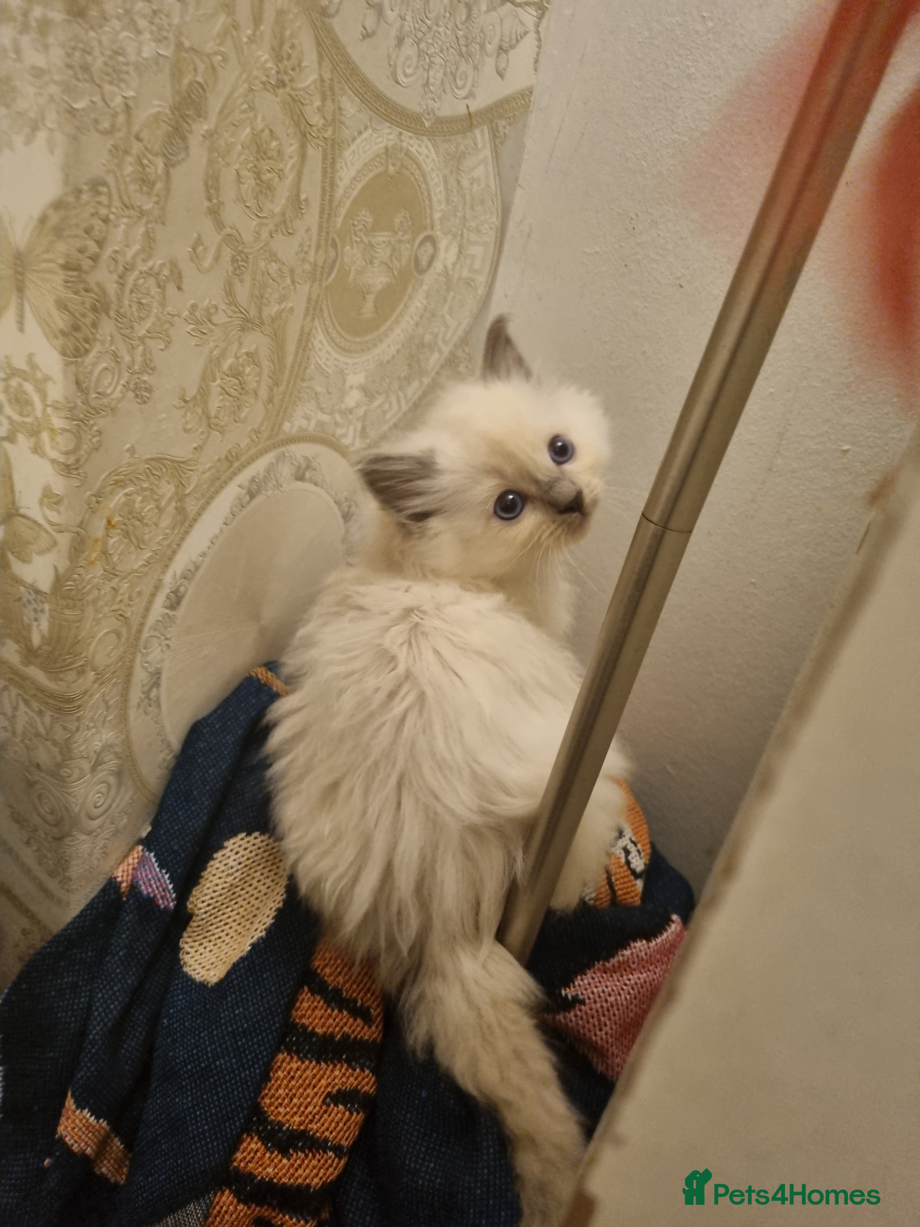 Ragdoll cats for sale: Health tested pure ragdoll  kittens  - Advert 1
