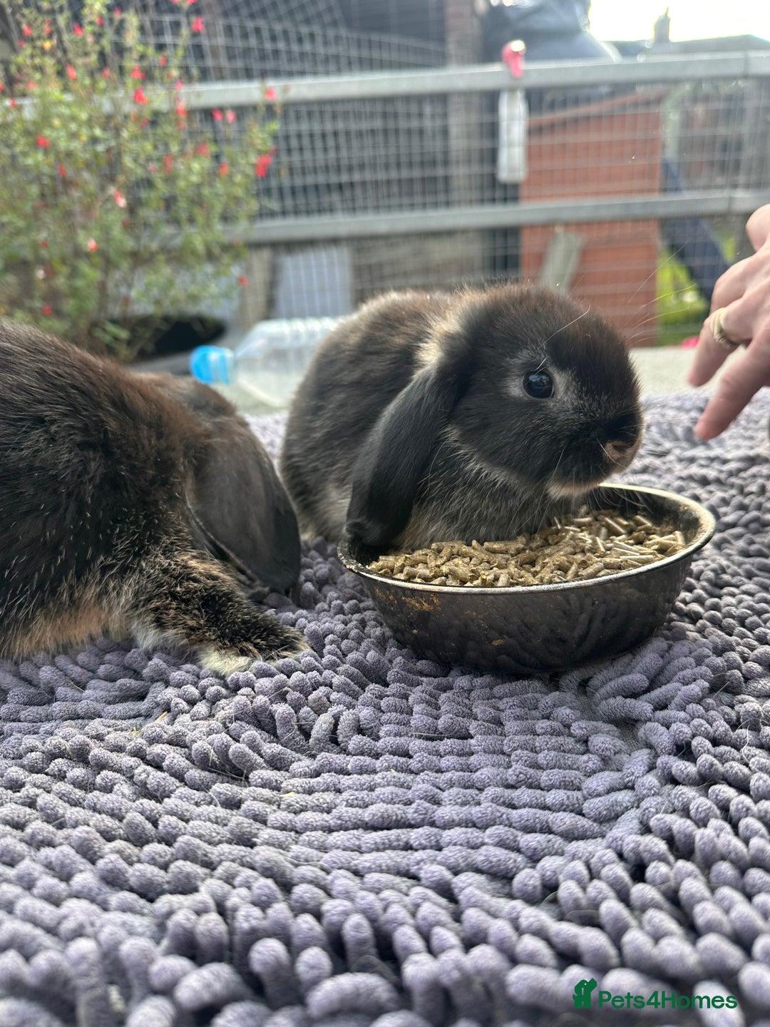 Mini Lop rabbits for sale: Female mini lops  - Image 2