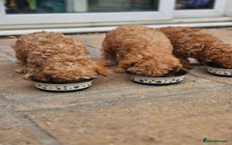 Cavapoo dogs for sale: F1b red cavapoo  - Image 17