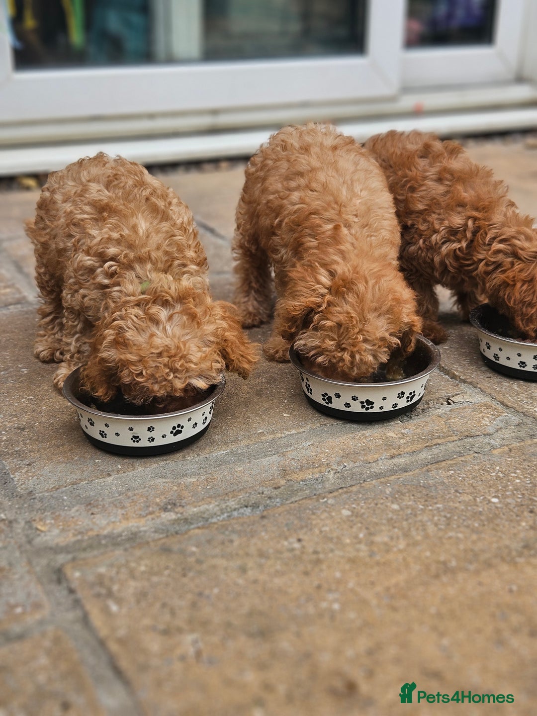 Cavapoo dogs for sale: F1b red cavapoo  - Image 17