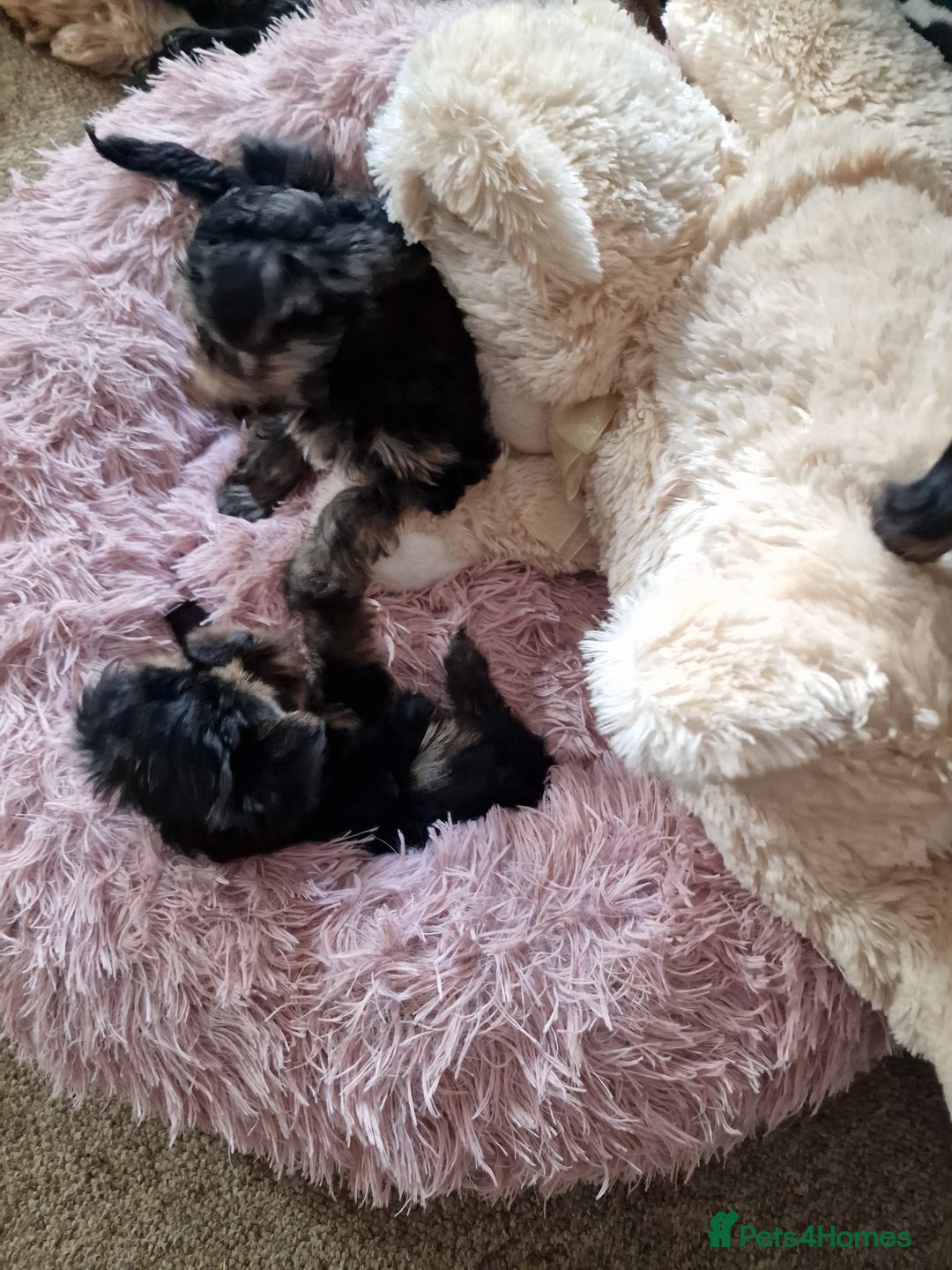 Yorkshire Terrier dogs for sale: Hello we got 2gorgeous puppies for sale - Advert 17