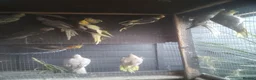 Cockatiels birds for sale: Selling up cockatiels - Advert 3