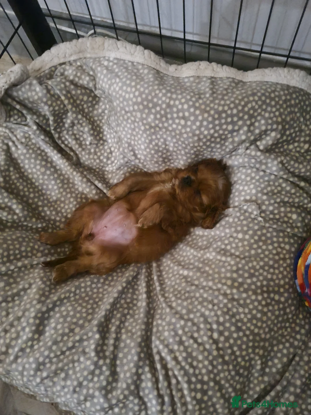Cavalier King Charles Spaniel dogs for sale: Stunning Ruby Cavalier King Charles Spaniel - Advert 7