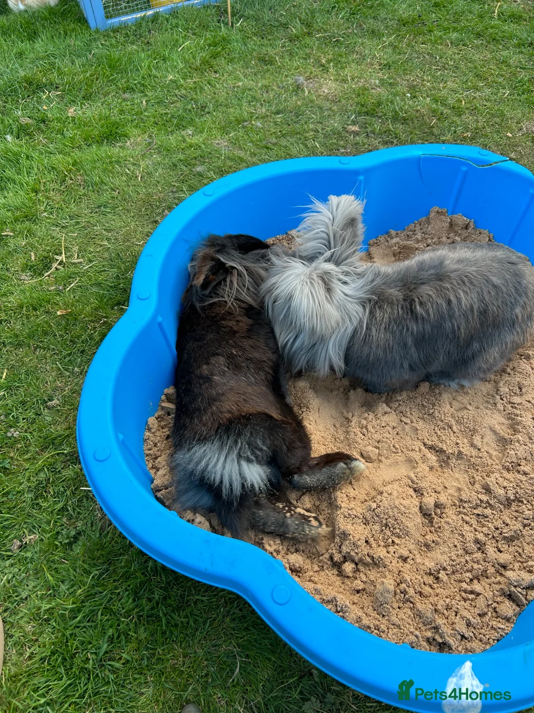 Lionhead rabbits for sale: 2 beautiful half angora lion main rabbits  - Advert 1