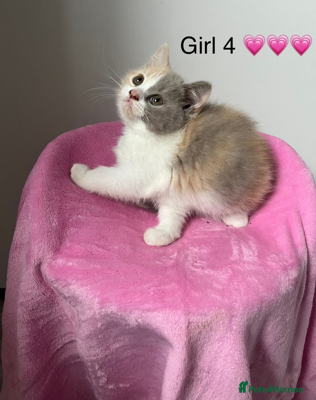 British Shorthair cats for sale: 💗💙💗💙GCCF BRITISH SHORTHAIR KITTENS  - Image 5