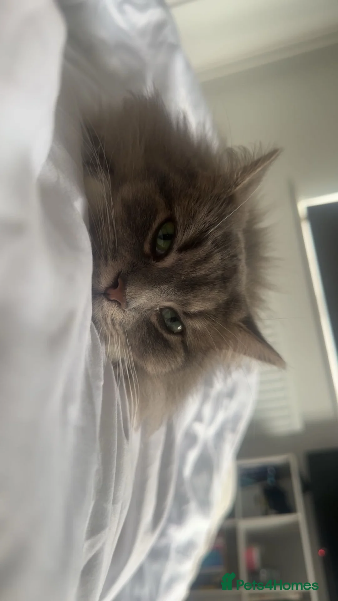 Mixed Breed cats for sale: Opal - Long Haired Cat in Wadhurst - Advert 2