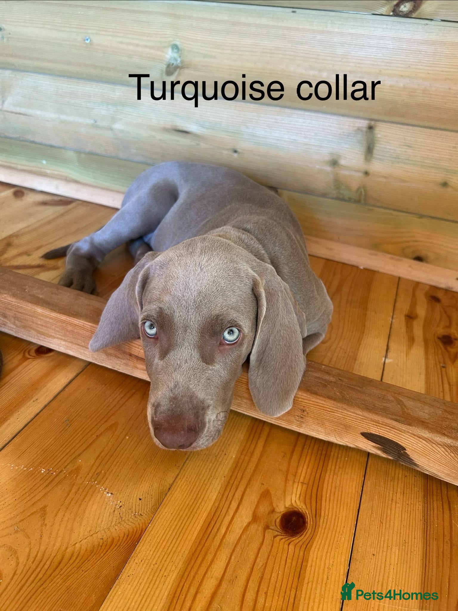 Weimaraner dogs Ready to go Weimaraner puppies KC registered - Advert 1