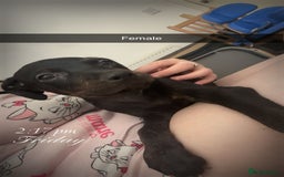 Mixed Breed dogs for sale: Staffy X Rottweilers - Image 3