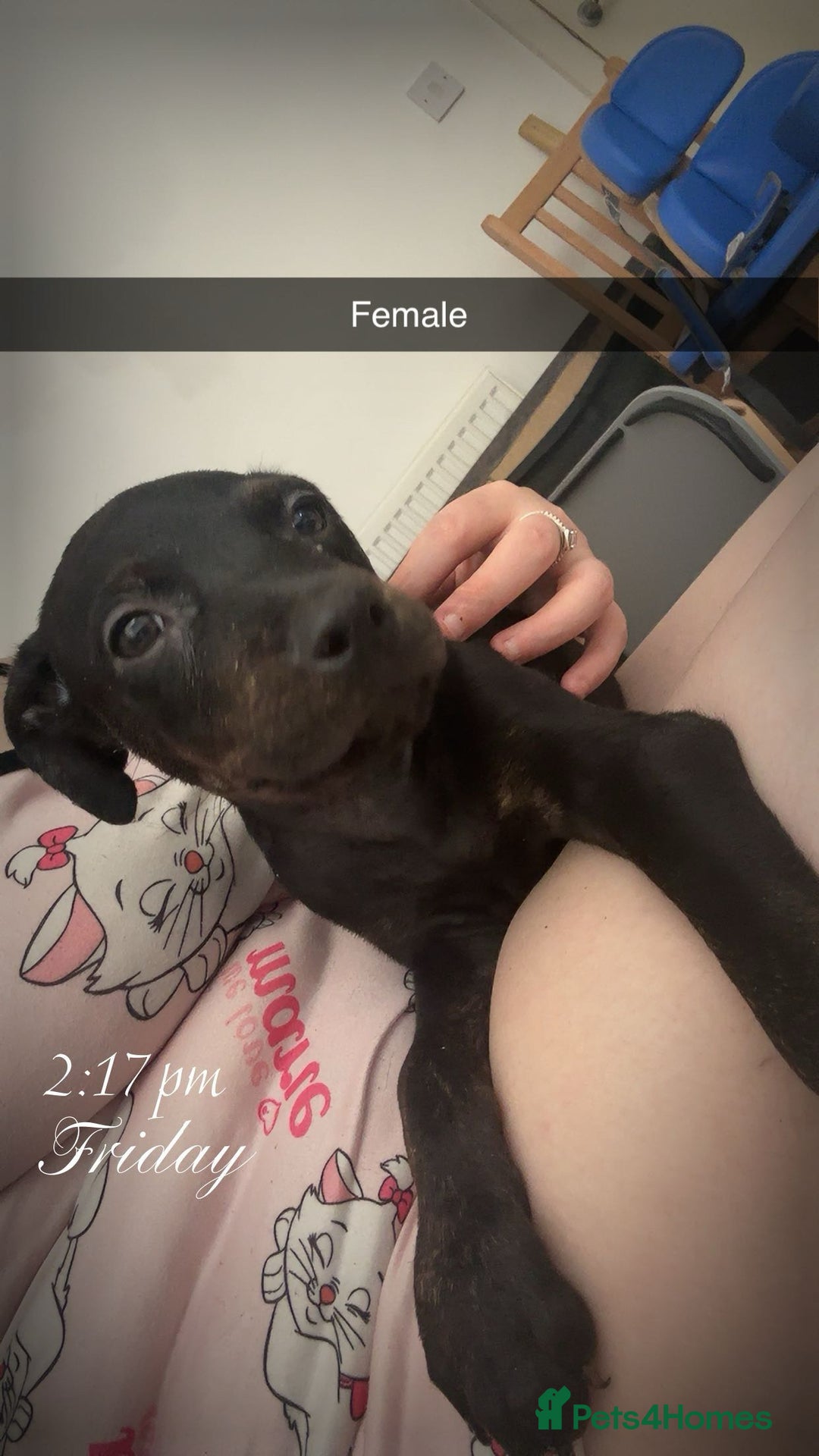 Mixed Breed dogs for sale: Staffy X Rottweilers - Image 3