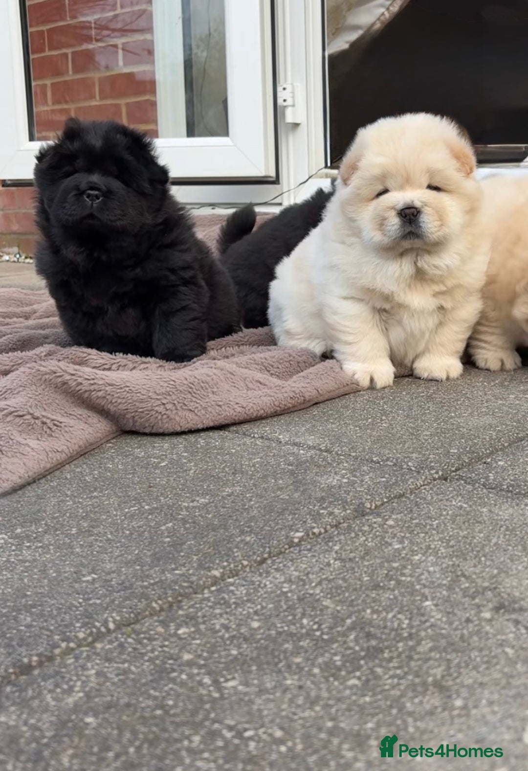 Chow Chow dogs for sale: Four Luxury Female ChowChows🐾 - Advert 8