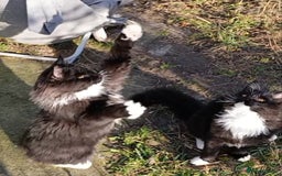 Maine Coon cats for sale: Maine-Coon kittens  - Image 11