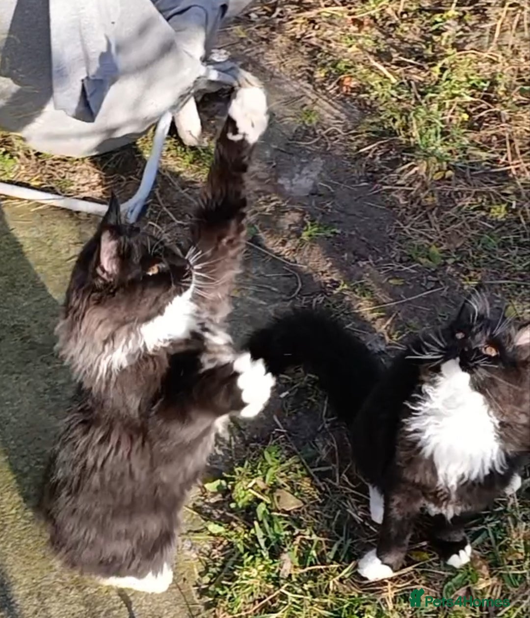 Maine Coon cats for sale: Maine-Coon kittens  - Image 11