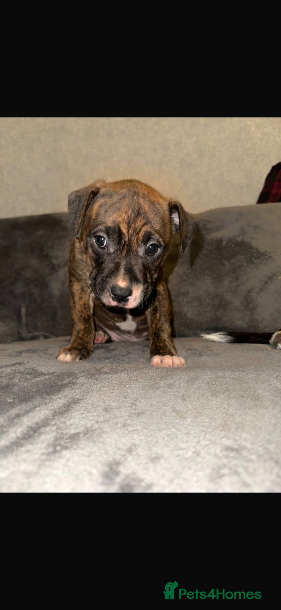 Staffordshire Bull Terrier dogs for sale: Staffy puppy - Advert 2