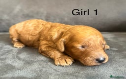 Miniature Poodle dogs for sale: Stunning miniature poodles available - Image 15